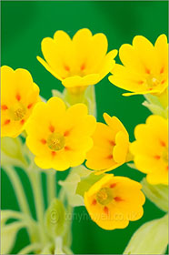 Cowslip