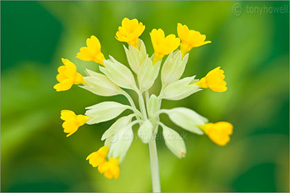 Cowslips