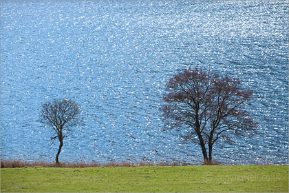 Trees, Crummock Water