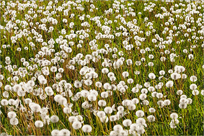 Dandelions