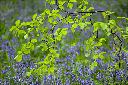 Beech Leaves