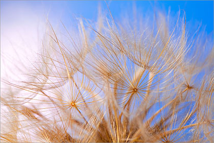 Goatsbeard Seed