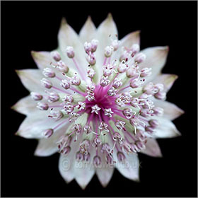 Astrantia