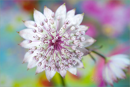 Astrantia Major Masterwort