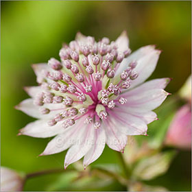 Astrantia Major Masterwort