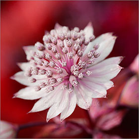 Astrantia Major Masterwort