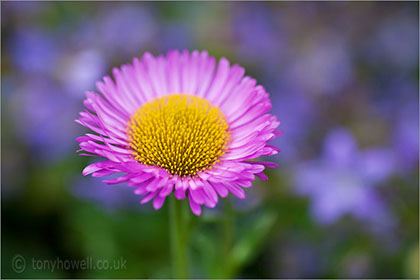 Erigeron