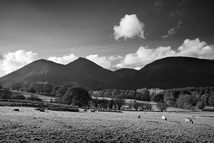 Sheep, Lake District