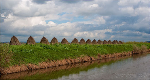 Willow Drying