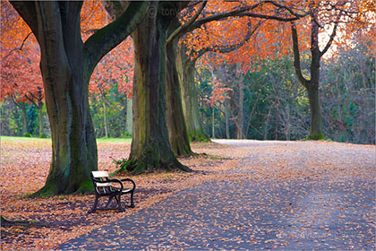 Bench, Autumn