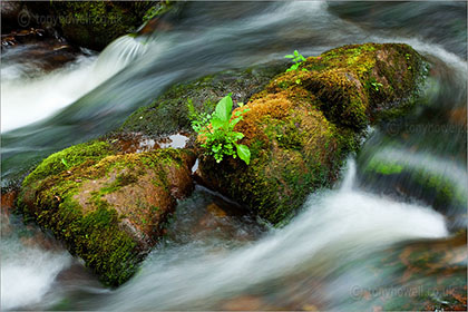 Watersmeet, Exmoor