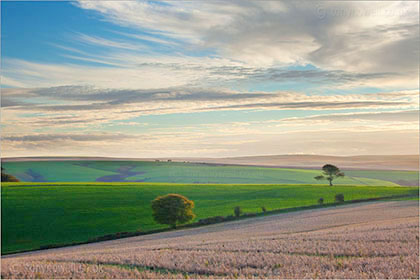 Tree near Culbone Hill