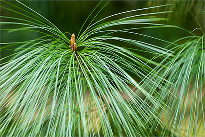 Himalayan Pine