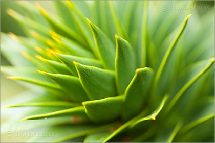 Chile Pine
