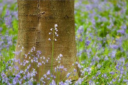 Priors Wood Bluebells