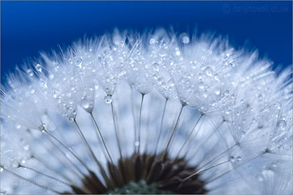 Dandelion close up