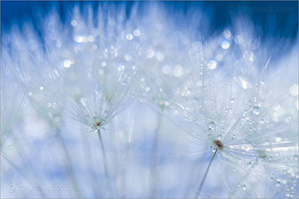 Dandelion close up