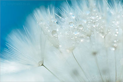 Dandelion seed head