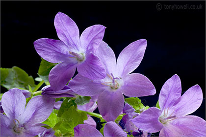 Campanula Flowers