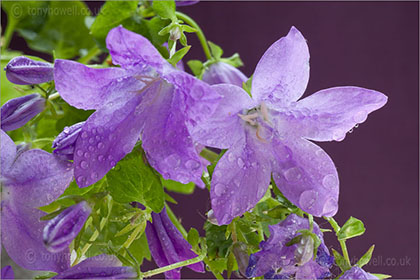 Campanula Flowers