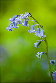 Bluebells