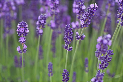 Lavender