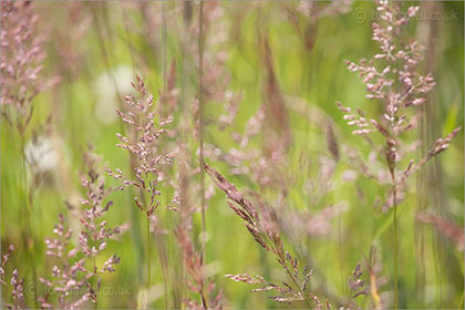 Grasses