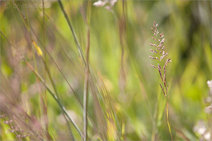 Grasses