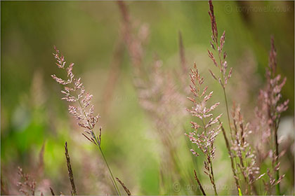 Grasses