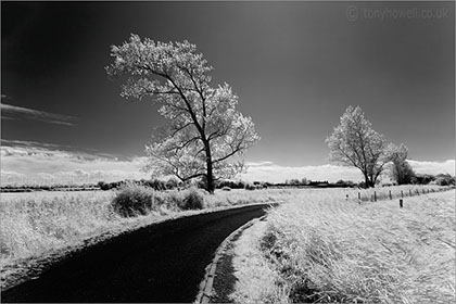 Poplar Tree, Infrared