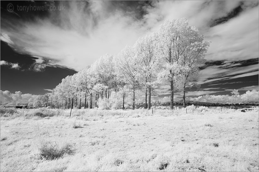 Poplar Trees (Infrared Camera, turns foliage white)