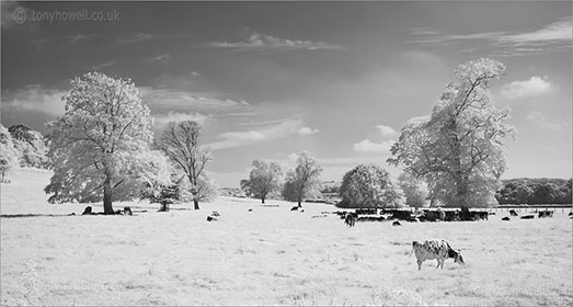 Infrared Trees, Cows