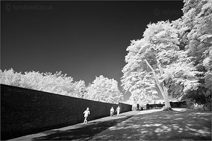Infrared Tree