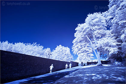 Infrared Wells Tree