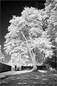 Tree (Infrared)