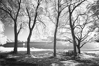 Trees, Blagdon Lake