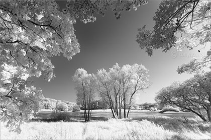 Willow trees, Blagdon Lake