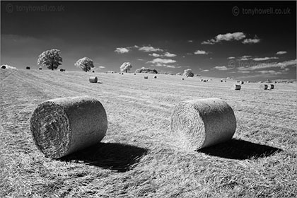 Hay Bales, Trees nr. North Curry