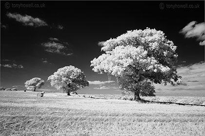 Trees, North Curry