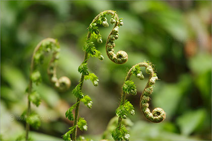 Ferns uncurling