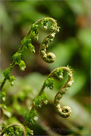 Ferns uncurling