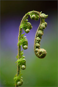 Fern uncurling