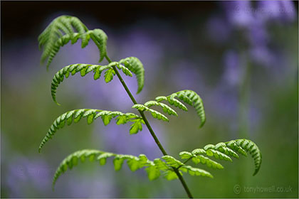 Fern in front of Bluebells