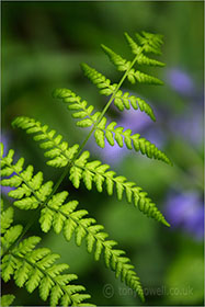 Fern in front of Bluebells