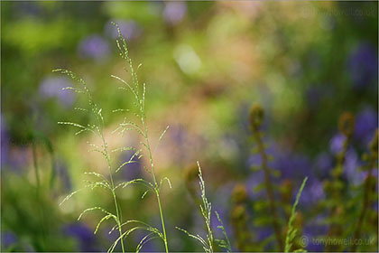 Grasses in front of Bluebells