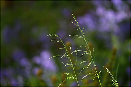 Grasses in front of Bluebells