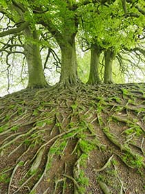 Beech Tree Roots