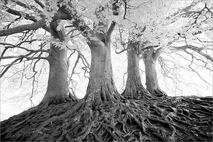 Beech Tree Roots