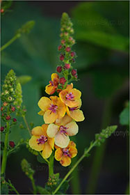 Verbascum