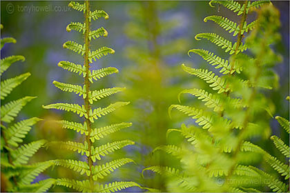 Fern, Bluebells
